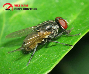 Dịch vụ diệt ruồi - Diệt mối, diệt côn trùng - Công Ty TNHH Kiểm Soát Côn Trùng Việt Nam
